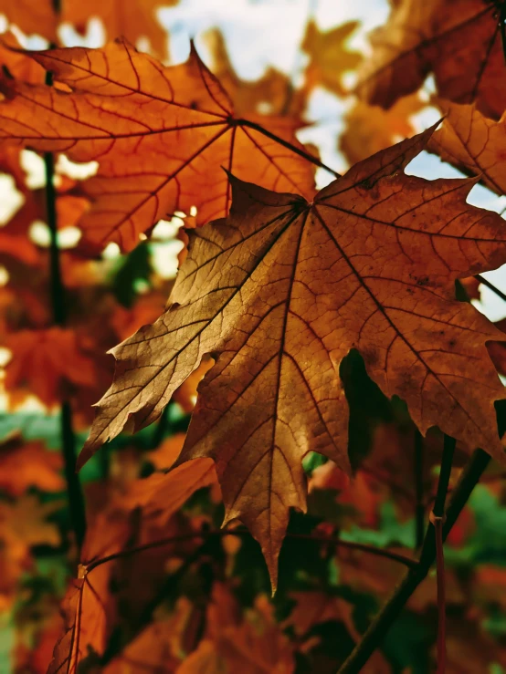 leaves with some red and yellow on them