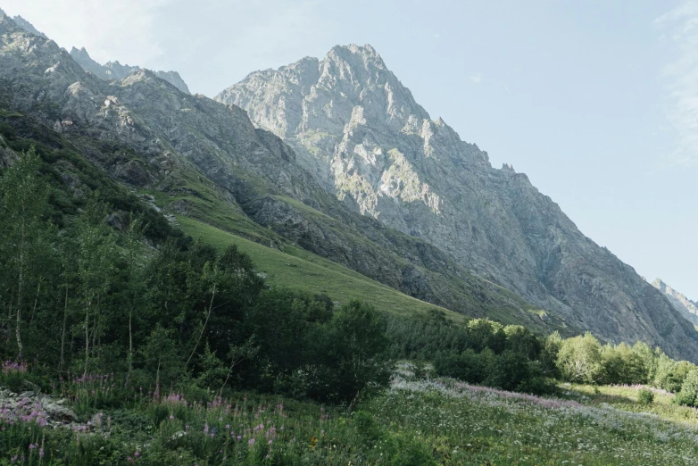 a lush green hillside with lots of flowers in it