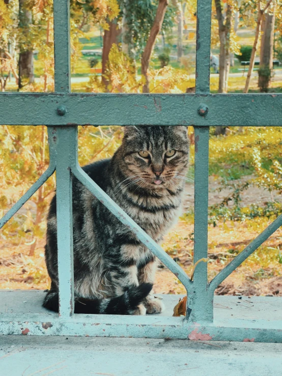 a cat looking through a fence that is outside