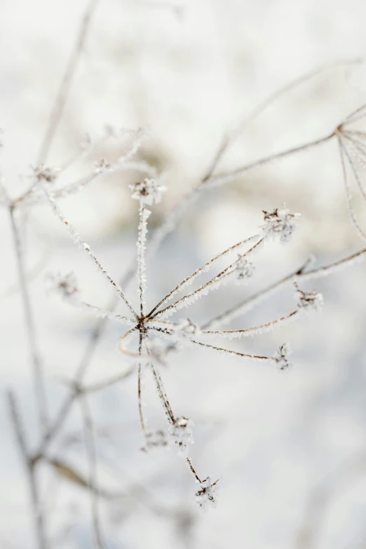 a po of some small plants and snow on the nches