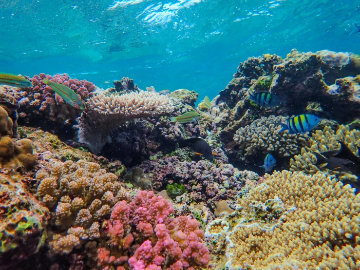 some sea life is growing and swimming around the coral reef