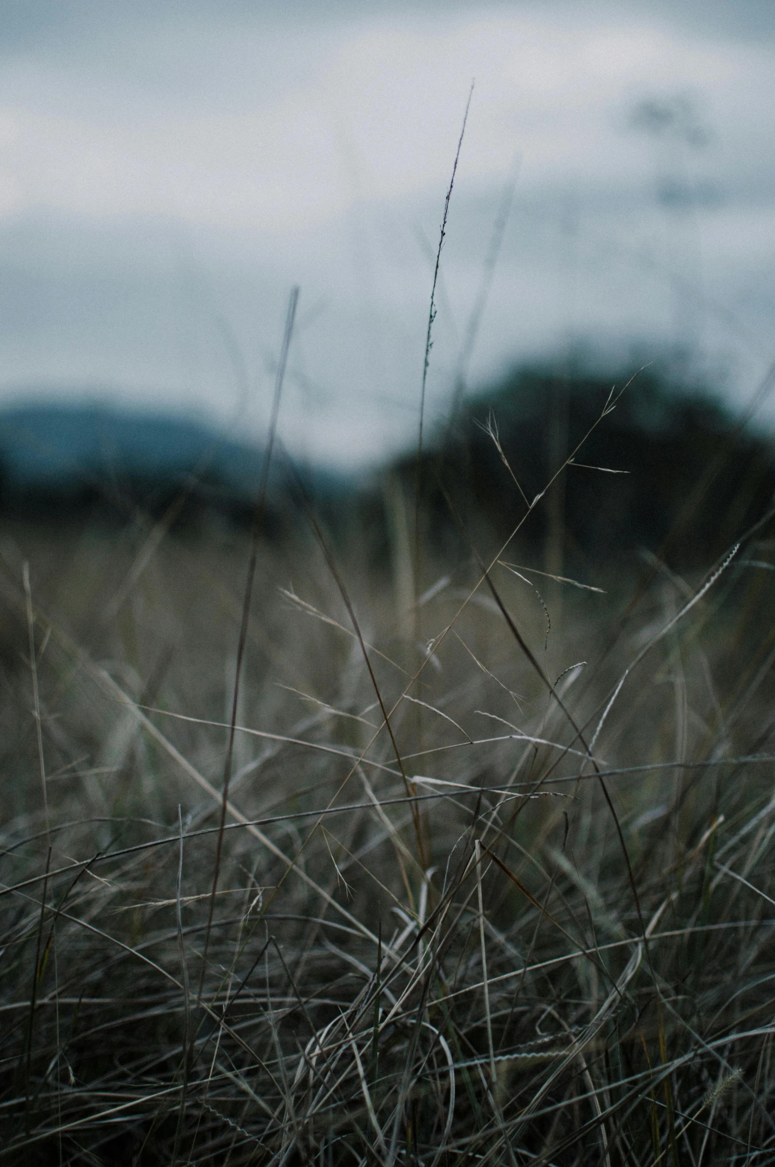 some very tall grass in a grassy field