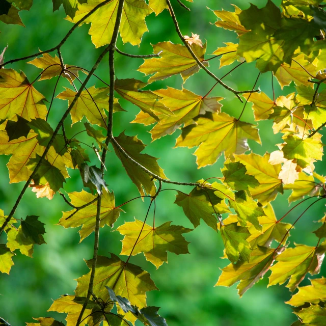 the leaves on a tree have yellow and brown