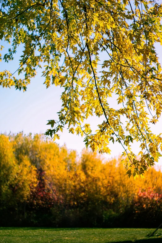 a person sitting on a park bench under a tree