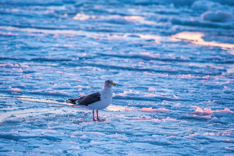 a lone bird is standing alone in the surf