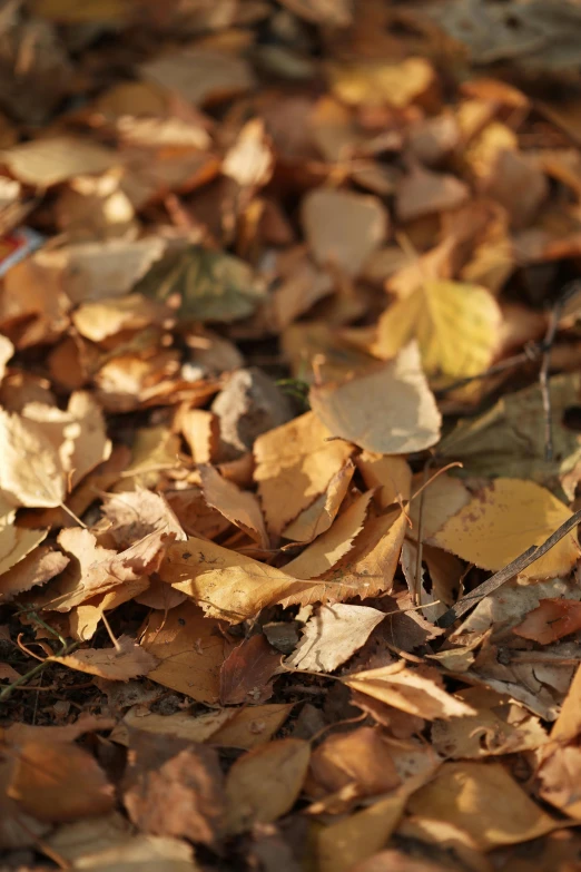 a cat is standing among dead leaves in the woods