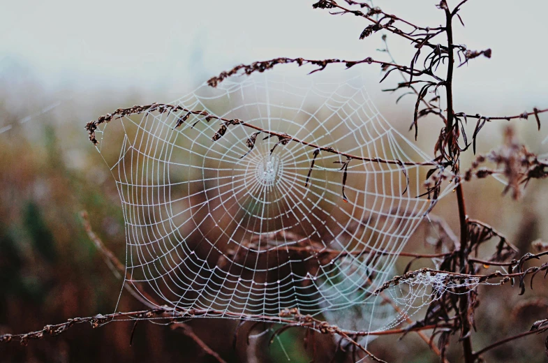 a spider web in the middle of a grassy field