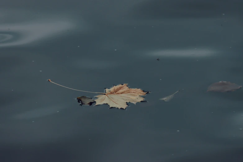 a maple leaf floats in the water in fall