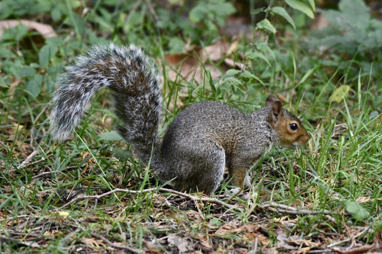 the squirrel is looking for its mate to take a drink