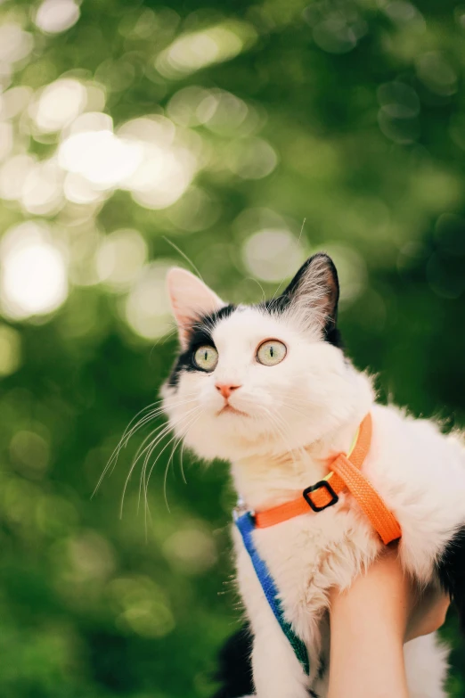 a white cat that is standing on a person's hand