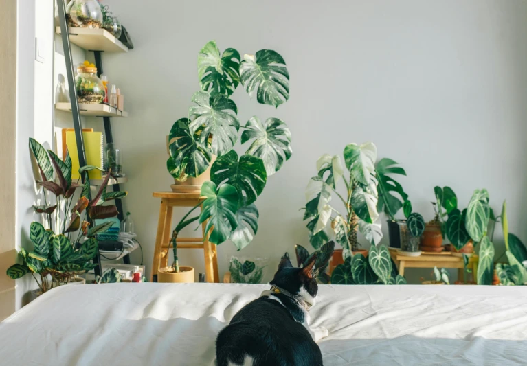 a cat is sitting on top of the white bed