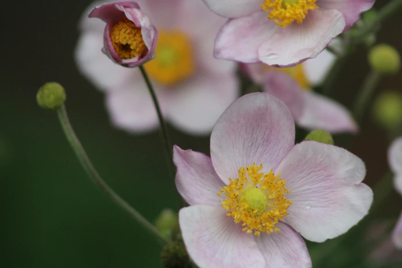 pink flowers with yellow center with green leaves