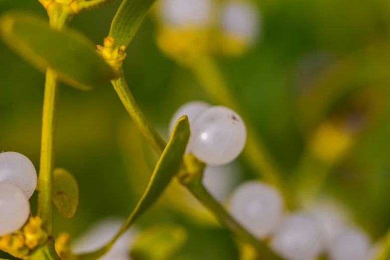 close up view of some white flowers with green leaves