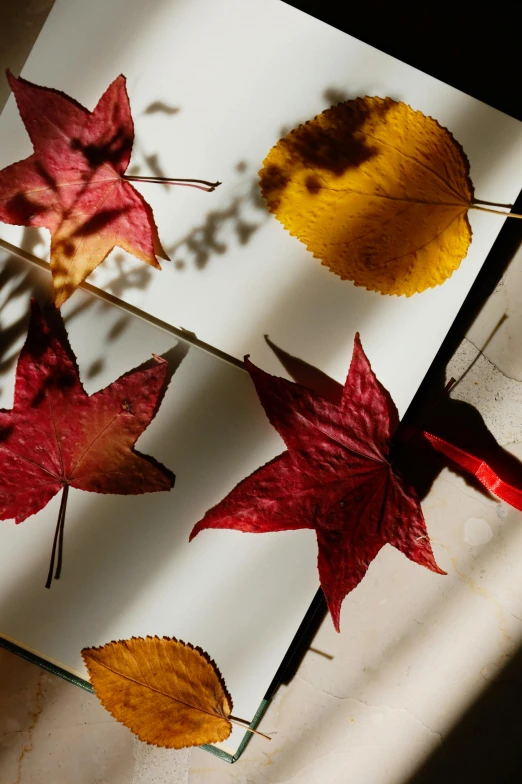 autumn leaves arranged on a piece of white paper