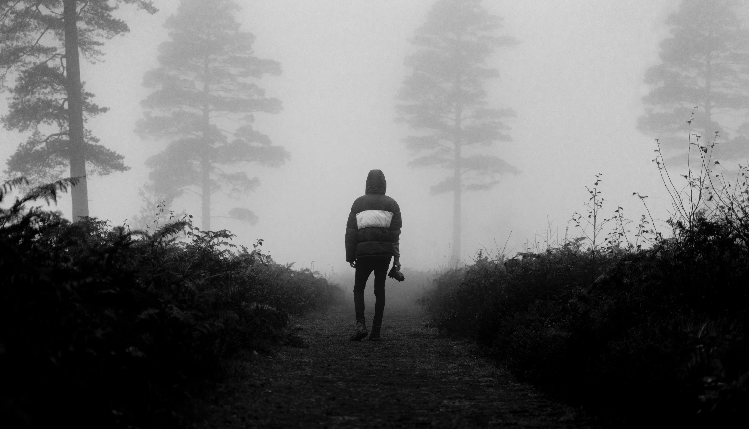 a person walking down a trail in the fog