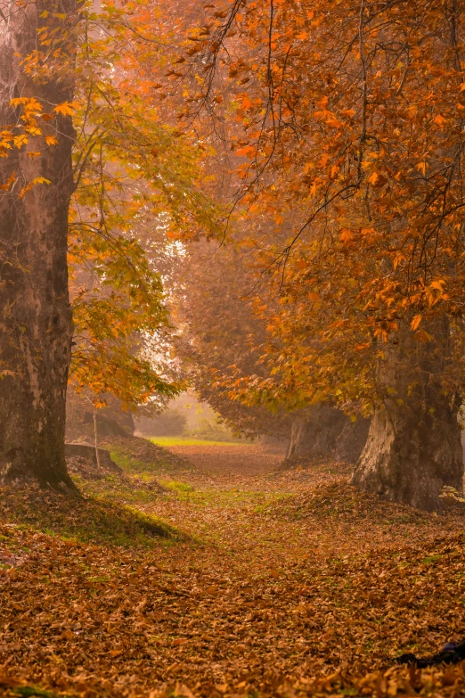 autumn leaves cover the ground in front of two trees with yellow and orange leafs