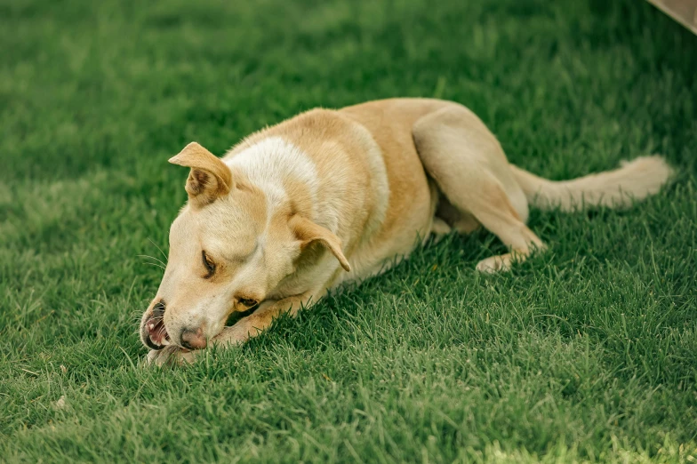 a dog laying on the ground in the grass