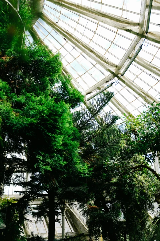 a very tall tree in a big green park