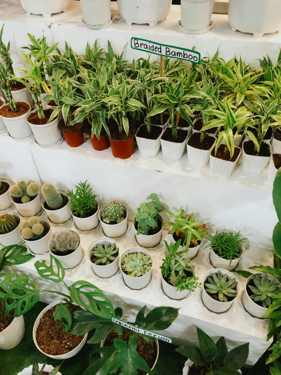 the shelves hold many potted plants and a number of flowers