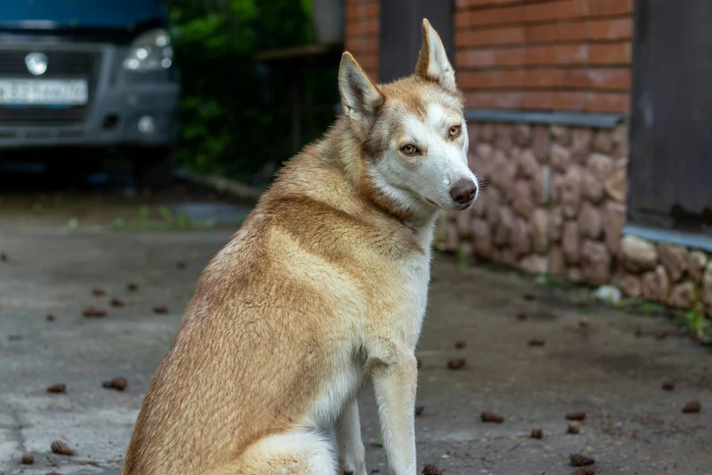 a dog sitting in a driveway with dirt all over it