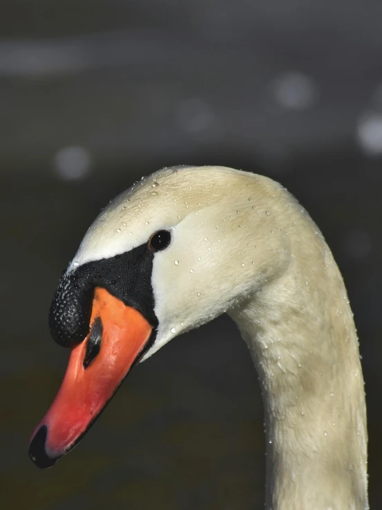 a goose with orange beak and black eye