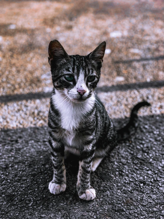 a cat sits down and looks at the camera