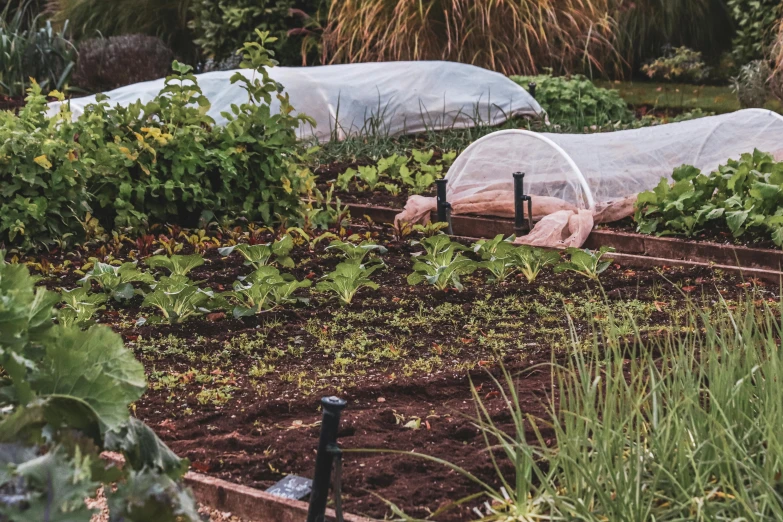 garden scene with two plastic tunnels and a vegetable field