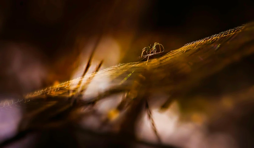 two insects sit on top of a plant stem