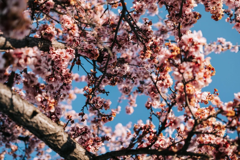 a tree with blossoms that have pink blossoms