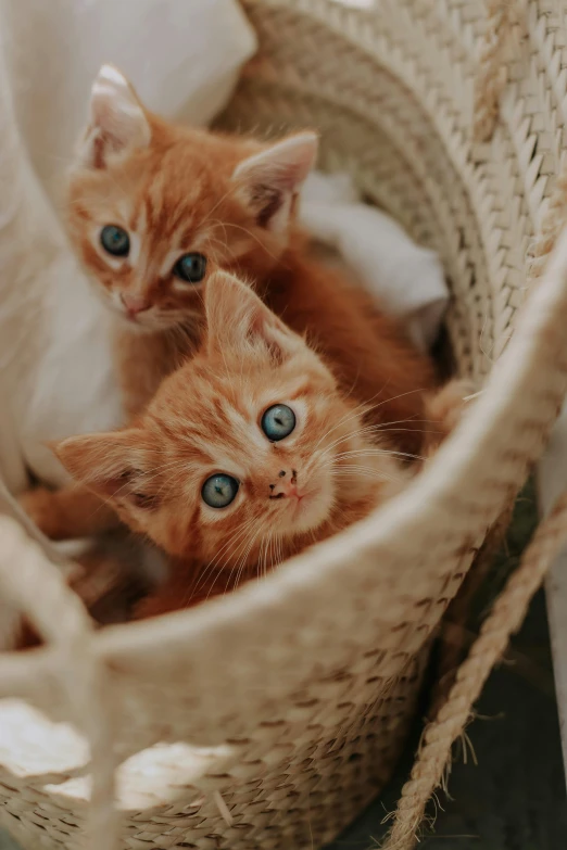 two cats laying down in a basket next to each other