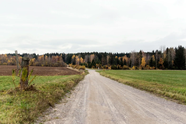 a dirt road through grassy fields leading to a forest