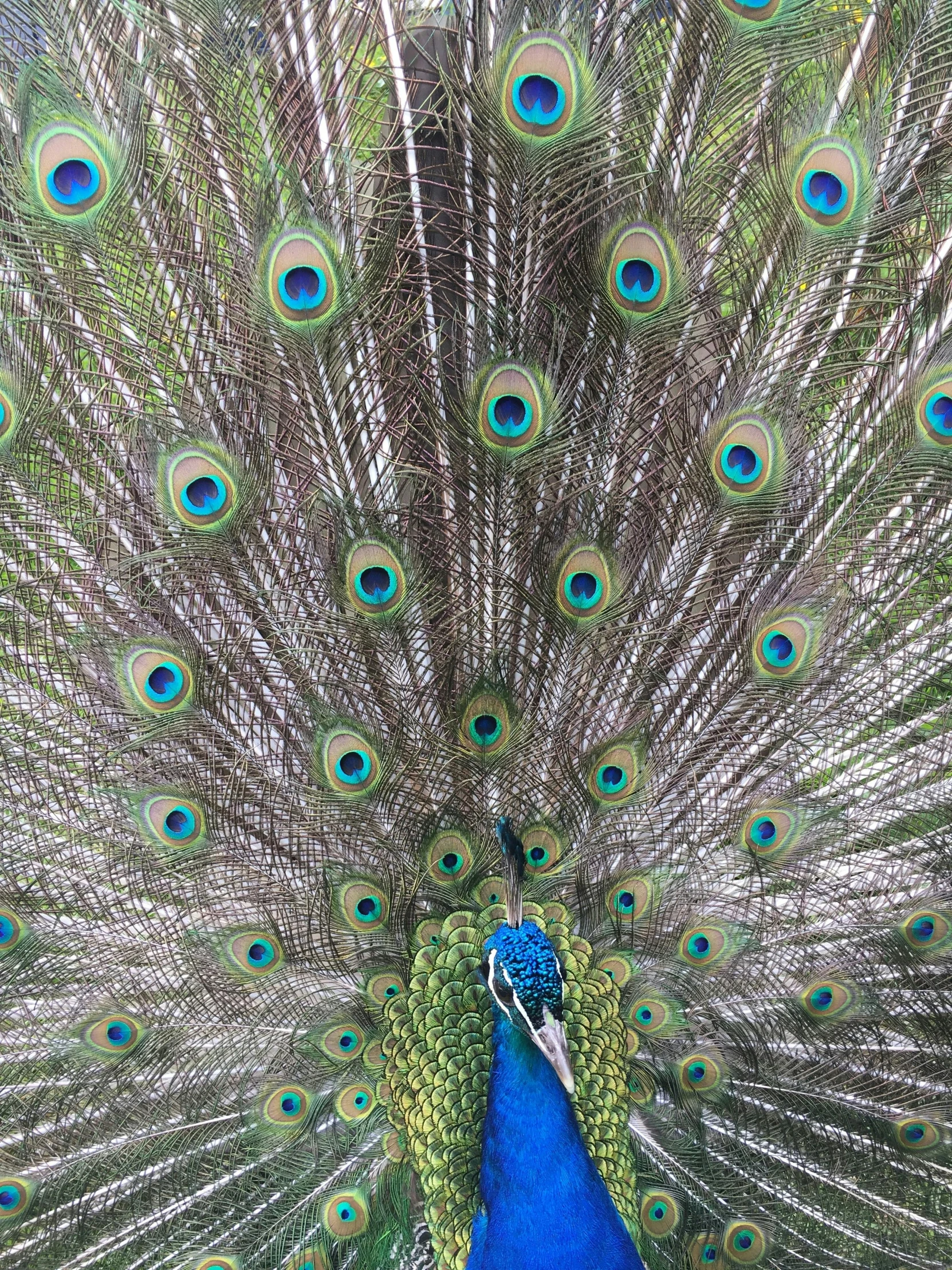 a peacock displaying its feathers with its feathers open