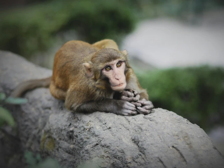 a small monkey sitting on the rock