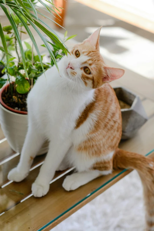 a white and orange cat and a plant