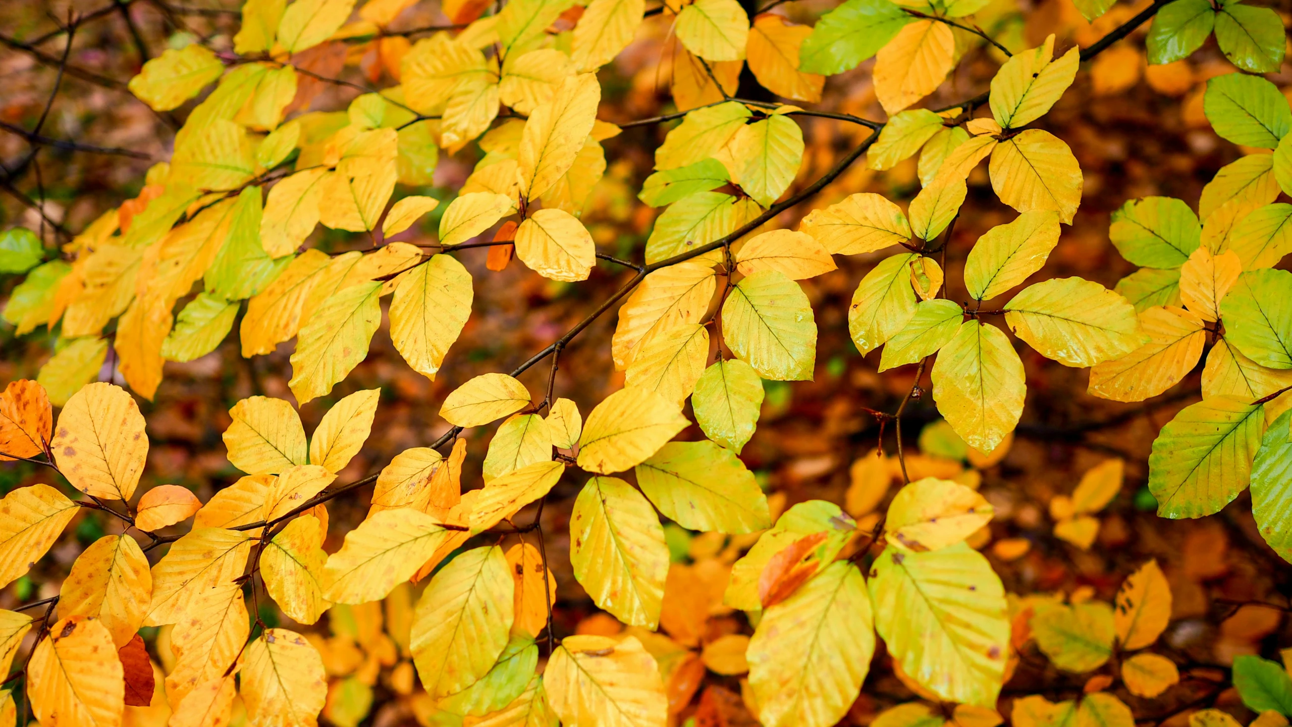 yellow leaves are seen on the nches of this tree