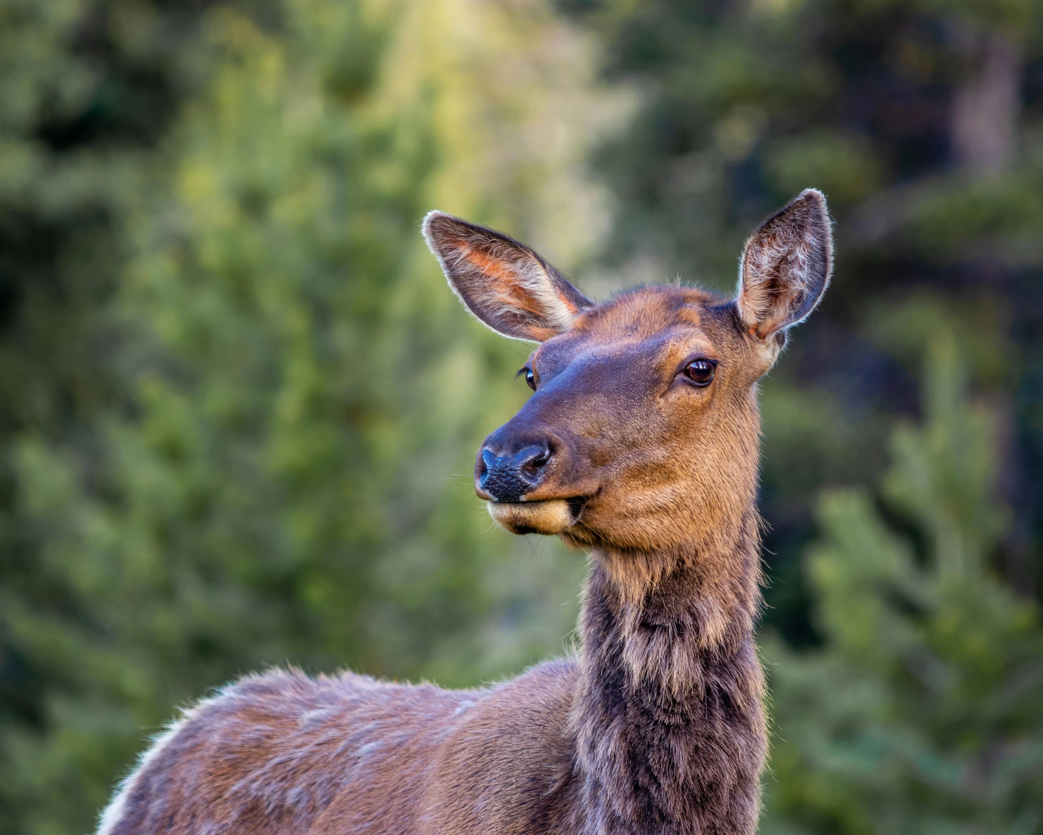 a deer standing in a grassy area with trees in the background