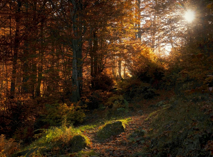 an empty road in the middle of some forest