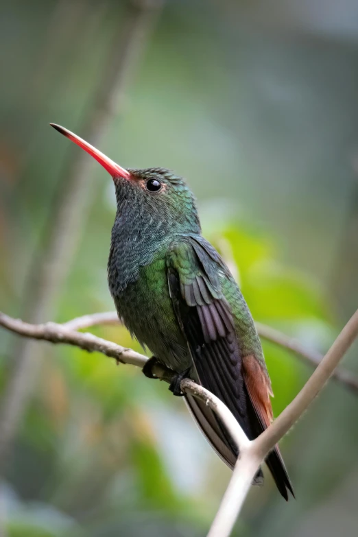 the small hummingbird is sitting on the nch looking to its right