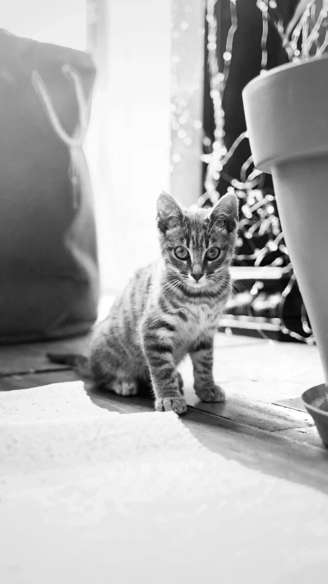 a kitten is standing in front of some potted plants