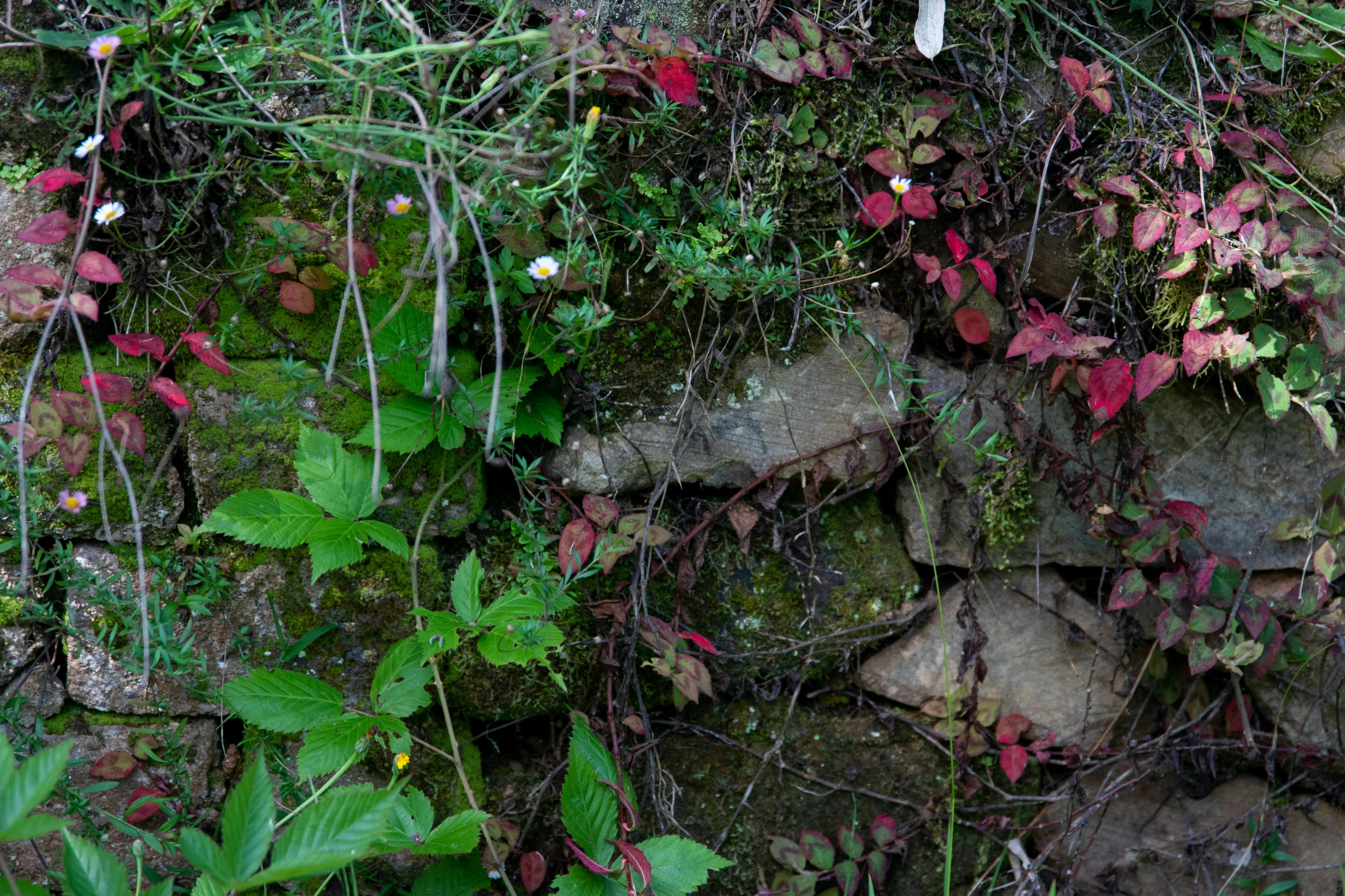 very mossy stones and green plants with red flowers