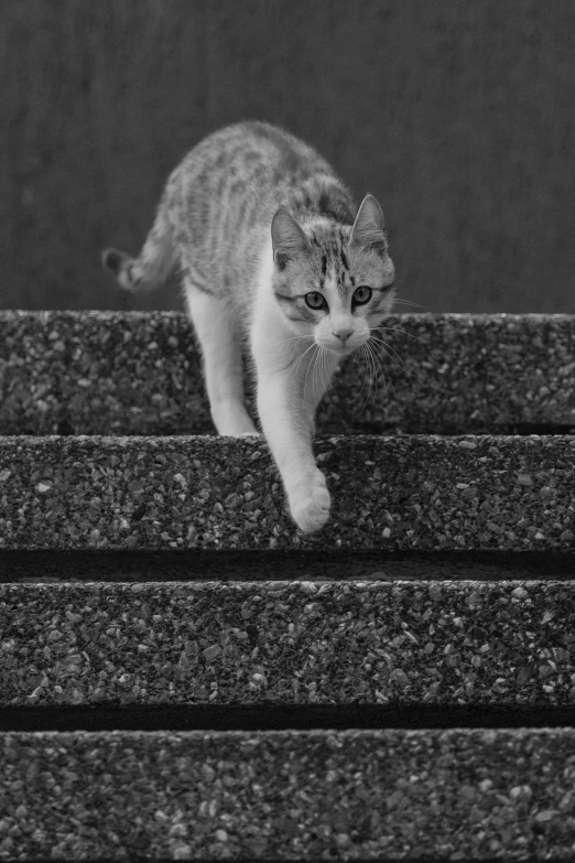 a grey and white cat walking down a set of stairs