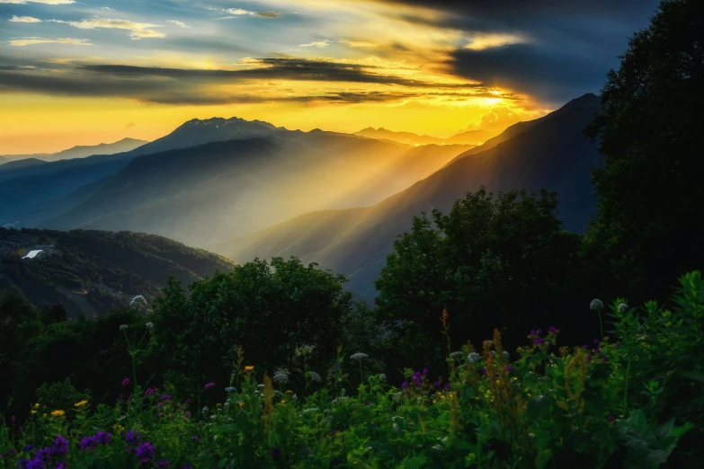 the sun setting over a mountains range with many wild flowers on it