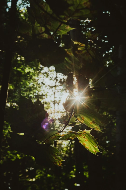 the sun is shining through the trees