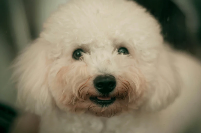 white dog with green eyes smiling and his tongue hanging out