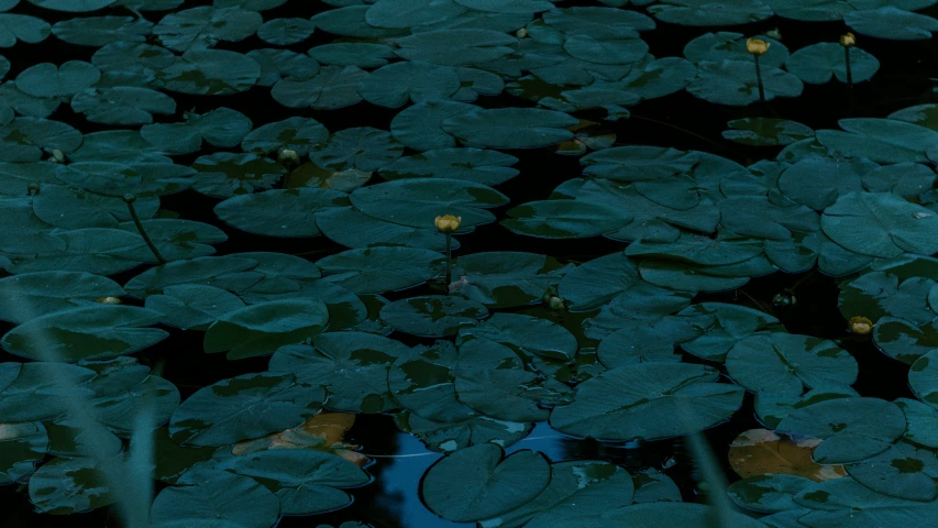 small leaves floating on the water in a pond