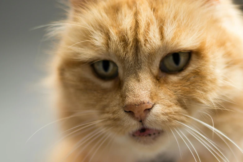 a close up po of an orange cat