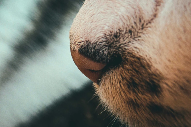 a closeup of a dog's nose and eye