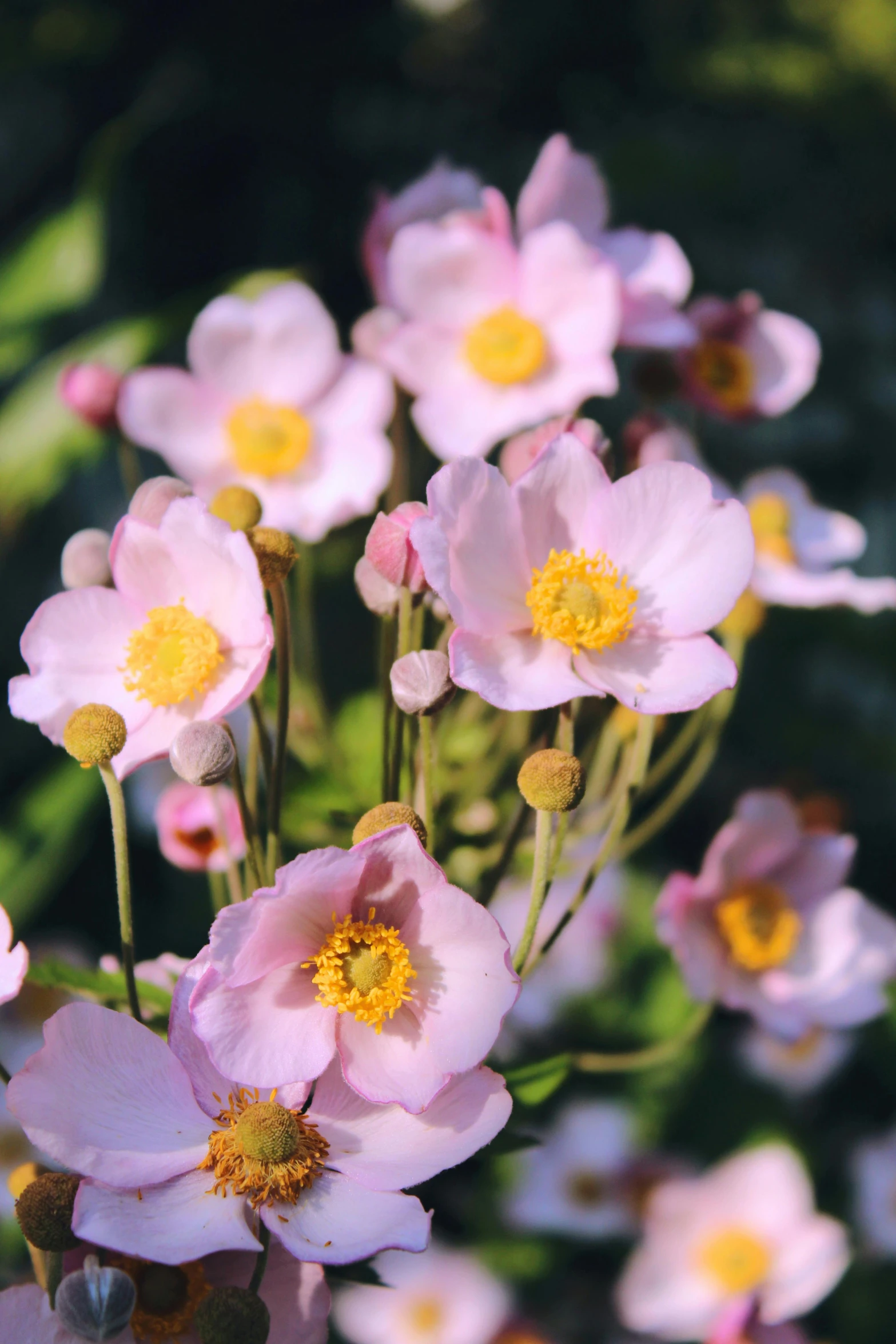 a close up image of pink flowers growing