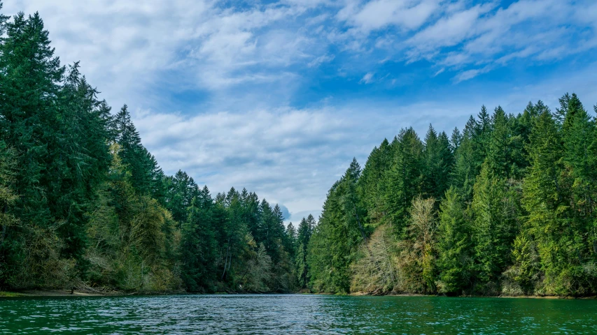 a placid river runs alongside some tall trees