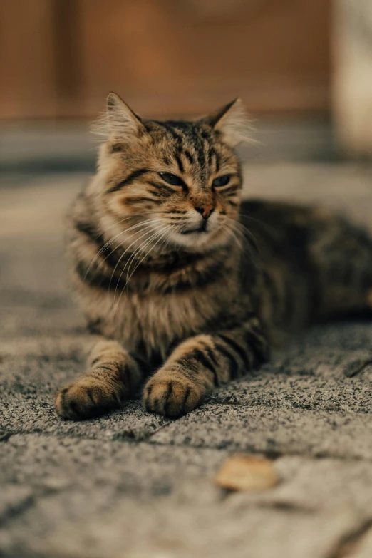 a cat is laying on the street looking at soing